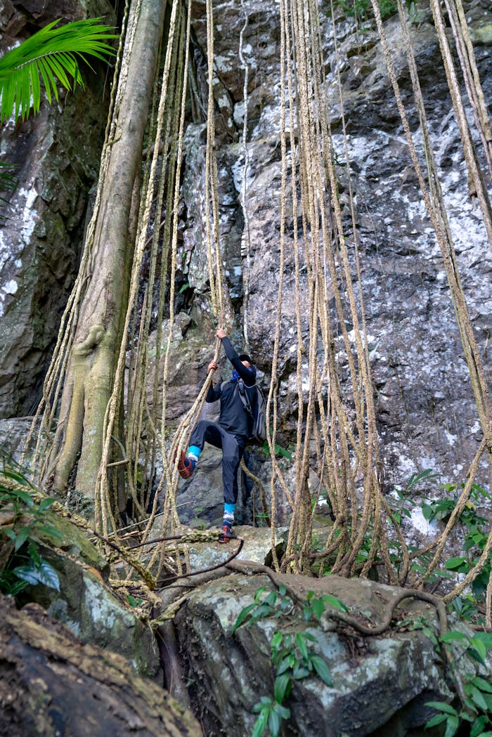 A climber navigates lush vines in a jungle landscape, showcasing nature's beauty.