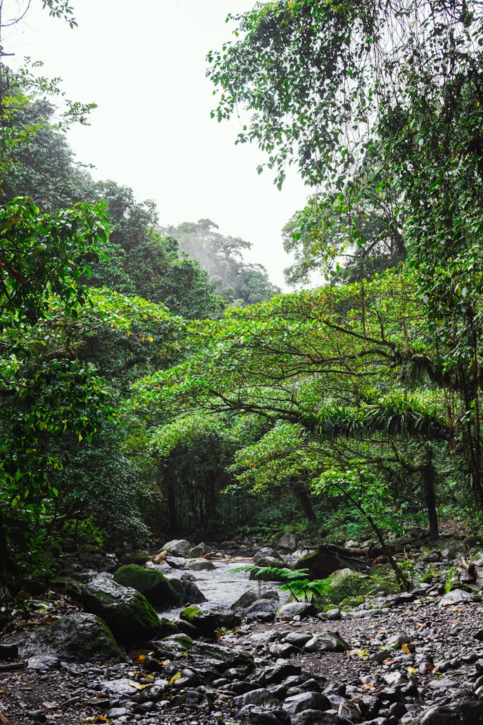 A serene view of a lush tropical forest with a flowing stream and vibrant greenery.